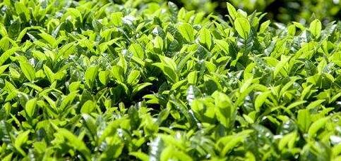 茶叶fda认证怎么申请、证书有效期多久?-贝斯通检测认证机构中心