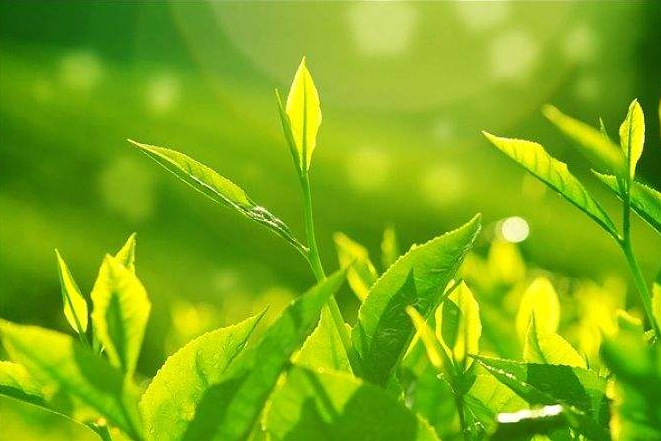 茶叶质检报告需要检测哪些项目?-贝斯通检测认证机构中心